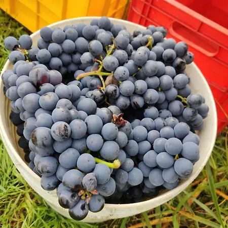 Bed & Breakfast Borgo Lamurese 3*