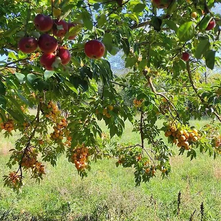 Bed & Breakfast Borgo Lamurese Avigliano