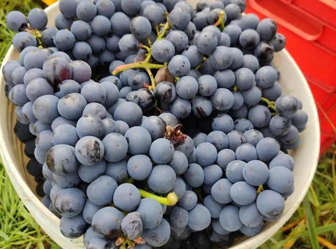 Bed & Breakfast Borgo Lamurese 3*