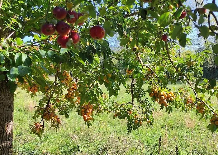 Bed & Breakfast Borgo Lamurese Avigliano